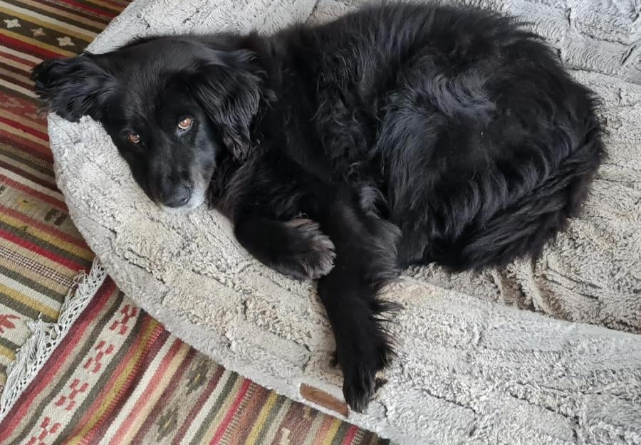 Budapesti Corvinus Egyetem